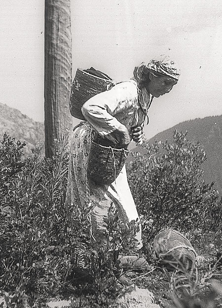 Vintage picture of a tribal woman seen picking berries in Stevens Pass, carrying cedar handmade baskets strapped around her shoulders and on her back.